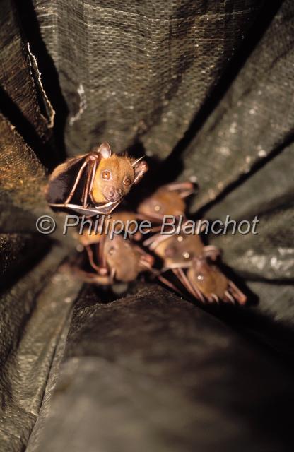 malaisie 27.JPG - Chauves-sourisFruit BatsChiropteraIles LangkawiMalaisie